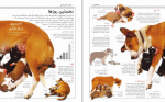 دانلود کتاب دانشنامه تصویری بریتانیکا پستانداران حسن سالاری 104 صفحه PDF 📘-1