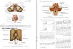 دانلود کتاب نورو آناتومی بالینی اسنل راین اسپلیت گربر 623 صفحه PDF 📘-1